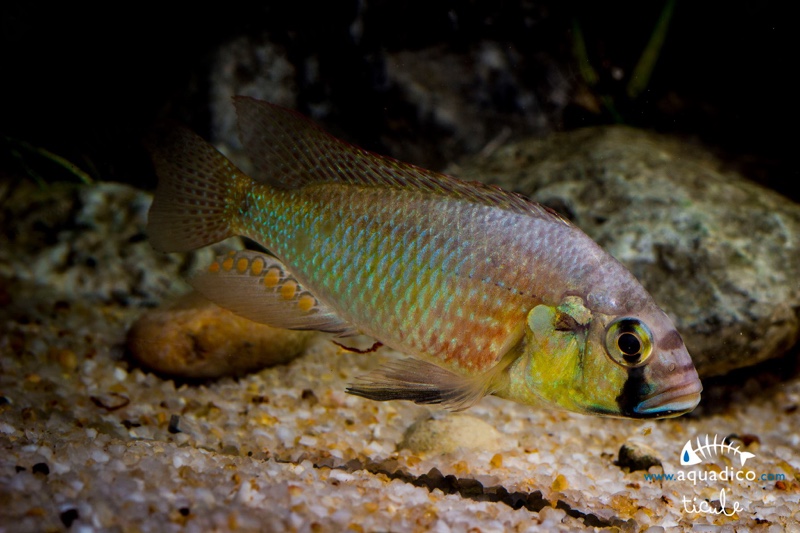 Astatotilapia burtoni